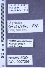 Etiketten zu Agriotes constrictus (Reitter, 1900) (NHMW-ZOO-COL-0007298)